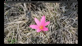 Flor de Mayo o Lirio de LLuvia. Flor nativa de México