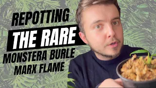 Repotting the RARE Monstera Burle Marx Flame | Plant Chores 🌱