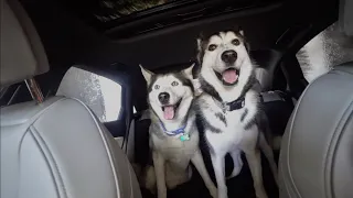Husky Puppy REACTS to Drive Thru Car Wash For The First Time Ever With His Dad..