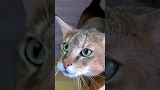 Чаузи Астрид выбирает любимчика среди людей 😼