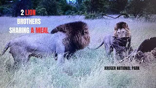 LION BROTHERS SHARING A MEAL in Kruger National Park South Africa