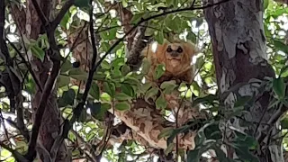 Nem acreditei quando vi, uma família de macaquinhos no meu Quintal.