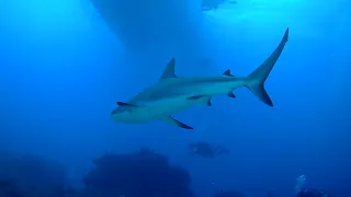 reef shark