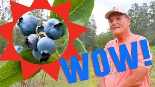 Farmer Reveals SECRETS of Growing Blueberries in Florida!