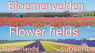 #keukenhof#flowerfields#Netherlands#Holland.  Keukenhof Area Flower Fields |Netherlands