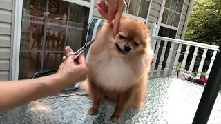 pomeranian hair cut at home | dogs grooming