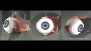 Part 2 of 9 - Superior rectus muscle