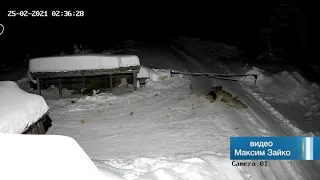 Нападение волков в Красновишерске
