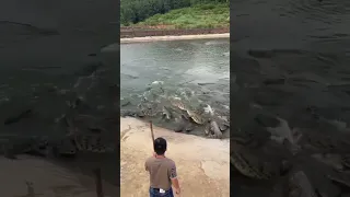 this crocodile wanted to eat something else 💀