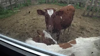 Продолжаем переделки . Устройство полов в коровнике .