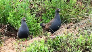 Australian Black Tailed Native Hens on the Murchison River Bank. 4k Drone Video.