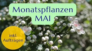 Mai 2024 - Befreunde dich mit diesen 4 Heilpflanzen - inkl. Rezept-Tipps | Christoph Pollak