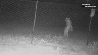 Mystery creature caught on camera by Texas Zoo in Amarillo