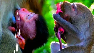 Adorable small baby monkey hungry and try to hug mom drink milk | Wild Trip