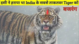 सबसे ताकतवर और सबसे बडे Tiger को हराने वाला Tiger बजरंग | The True Story Of बजरंग Tiger |