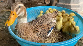 Amazing 40 Pekin ducklings hatched from cute yellow duck eggs