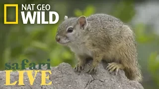 Safari Live - Day 109 | Nat Geo Wild