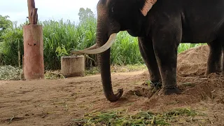 พ่อมหาจำเริญตูลูสวัสดียามสายๆครับปม