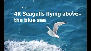 Seagulls flying above the blue sea