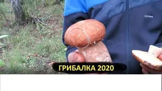 Грибалка 2020