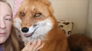 [English Subtitles] Good Morning Fox