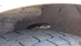 Змея в машине... Snake in the car...