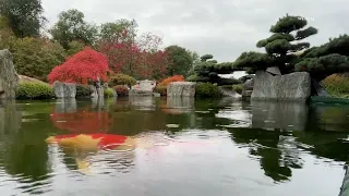 Koi Teich Fun