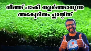 Malayalam || How to Make Aquarium Carpet || Growing Aquatic Plants With Seeds || Planted Tank