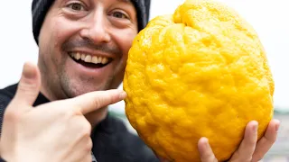 The Biggest Citrus In The World!! |  The Ponderosa Lemon