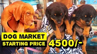 dog market in kolkata | Galiff Street Pet Market Kolkata | Recent Dog Puppy Price Update | Dogs