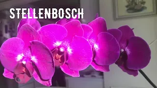 ОРХИДЕЯ Phalaenopsis “STELLENBOSCH”. СТЕЛЛЕНБОШ, ДОМАШНЕЕ ЦВЕТЕНИЕ, ОБЗОР