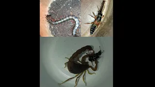 rove beetle vs scorpion and centipede. who can kill rove beetle.Бродячий жук vs скорпион,сколопендра