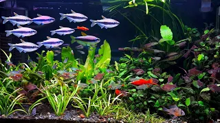 Planted Community Aquarium ft. Schooling Blue Emperor tetras (Inpaichthys kerri).