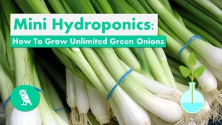 Mini Hydroponics: Growing Unlimited Green Onions In A Glass