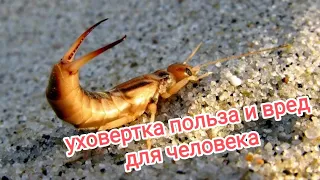 #уховертка обыкновенная. Польза и вред этого насекомого.