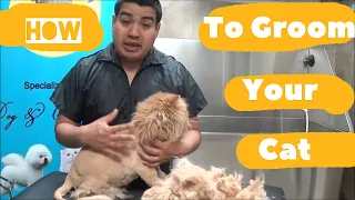 How to groom my Persian or Long Hair Cat into a Lion/ Dog groomer in queens NYC, Queens / Brooklyn