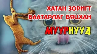 ЭРЭЛХЭГ ЗОРИГТ БЯЦХАН МУУРНУУД 😺🐈