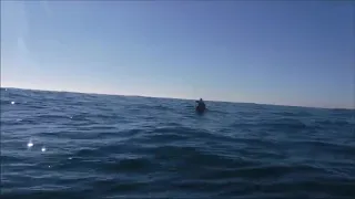 Guy Encounters Great White Shark While Kayak Fishing - 1011799