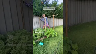 Quick string trellis for the cucumbers. #cucumber #trellis #veggies #gardening #growyourownfood