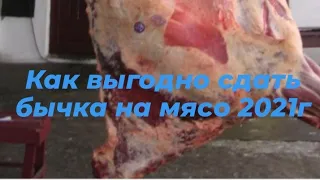 Куда и каким образом  выгоднее сдать бычка на мясо.