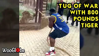 Bodybuilder Tug of War with Tiger of 800 Pounds  || WooGlobe