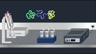 SDS-PAGE, Sodium Dodecyl Sulfate–PolyAcrylamide Gel Electrophoresis–Animation