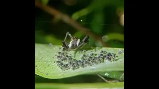 Brettus Jumping Spider(Brettus cingulatus) guards the freshly hatched spiderlings #spider #macro