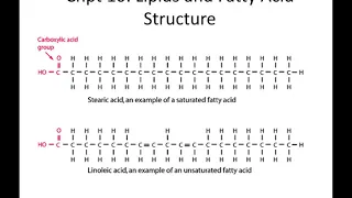 Lecture 12: Lipid Structure and Function - 10/13/20