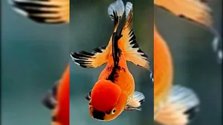 Золотая рыбка.