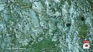 Infanticidio de oso pardo. Somiedo (Asturias) Abril 2017.