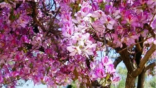 ОРХИДЕЙНОЕ ДЕРЕВО НА КИПРЕ/ORCHIDEOUS TREE IN CYPRUS