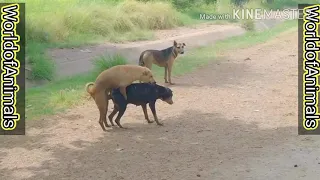 Indian buffalo mating