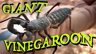 Vinegaroon / Giant Whip Scorpion - Smells Like Long John Silvers