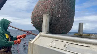 Commercial Shrimping Off The Oregon Coast. Where does our salad shrimp come from? - Sid Smith